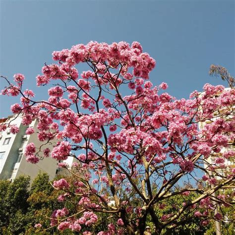 巴西鐵樹花期|巴西鐵樹